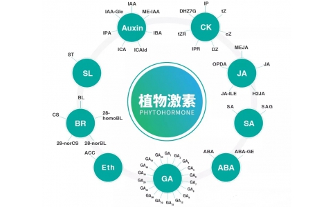 植物激素定量检测技术服务